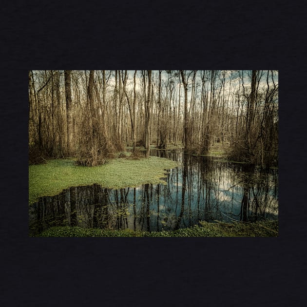 Swamp in Southeastern Georgia by Gestalt Imagery